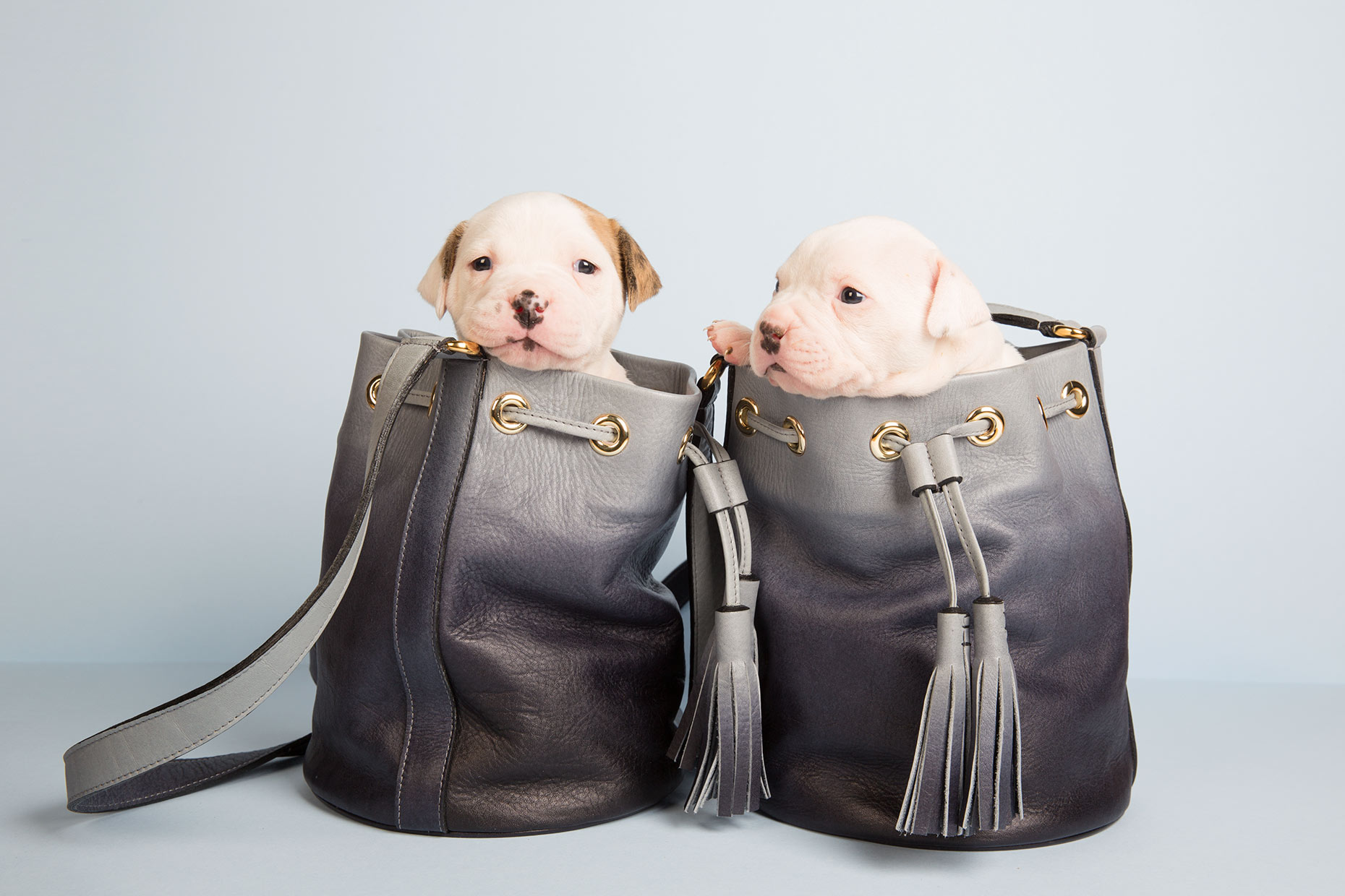 CG_puppies_6625W1